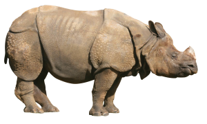 Rhino PNG-24786